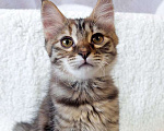 Кошки в Москве: Маленькая полосатая кото-рысь ищет дом Девочка, 10 руб. - фото 4