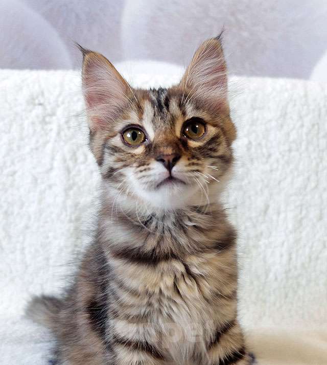 Кошки в Москве: Маленькая полосатая кото-рысь ищет дом Девочка, 10 руб. - фото 4