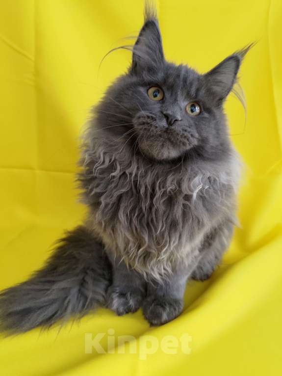 Кошки в Москве: Флинт  Мальчик, 70 000 руб. - фото 5