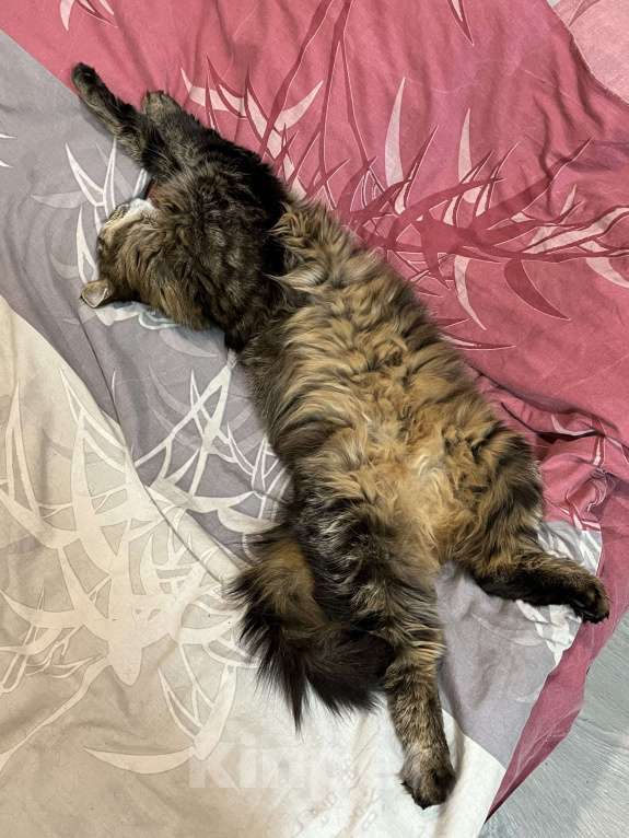 Кошки в Воскресенске: Потерялся кот по кличке Кекс Мальчик, Бесплатно - фото 8