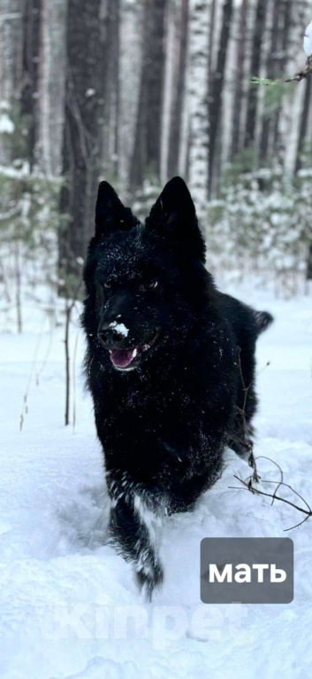 Собаки в Новосибирске: Щенки-волкособы (25% канадский черный волк) Разнополые, 25 000 руб. - фото 8