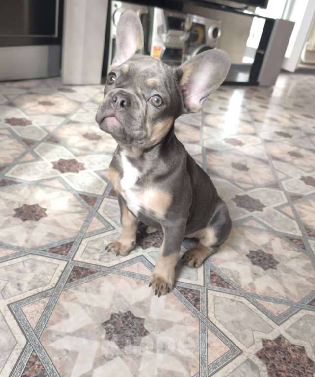 Собаки в Иркутске: Французский бульдог, щенок Мальчик, Бесплатно - фото 1