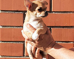 Собаки в Самаре: щенок чихуахуа Мальчик, 30 000 руб. - фото 1