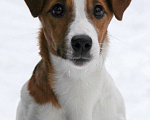 Собаки в Реутове: Вязка Кобель Джек Рассел Терьер Мальчик, 1 руб. - фото 1