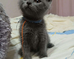 Кошки в Мытищах: Серый скоттиш страйт Девочка, Бесплатно - фото 1