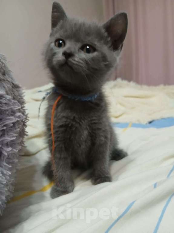 Кошки в Мытищах: Серый скоттиш страйт Девочка, Бесплатно - фото 1