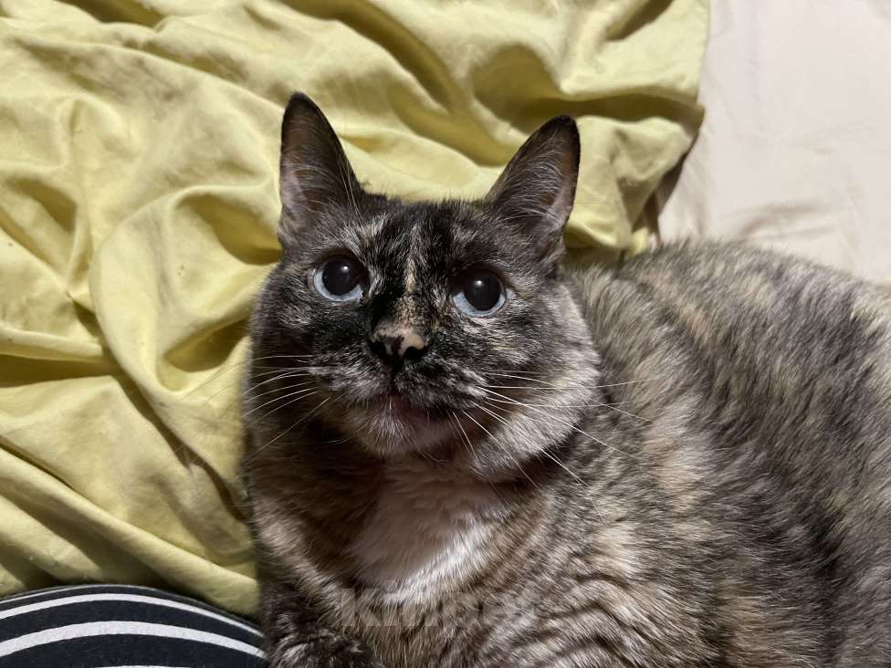 Кошки в Москве: Отдам кошку в добрые руки Девочка, Бесплатно - фото 1