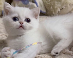 Кошки в Бахчисарае: Шотландский котенок Девочка, 35 000 руб. - фото 1