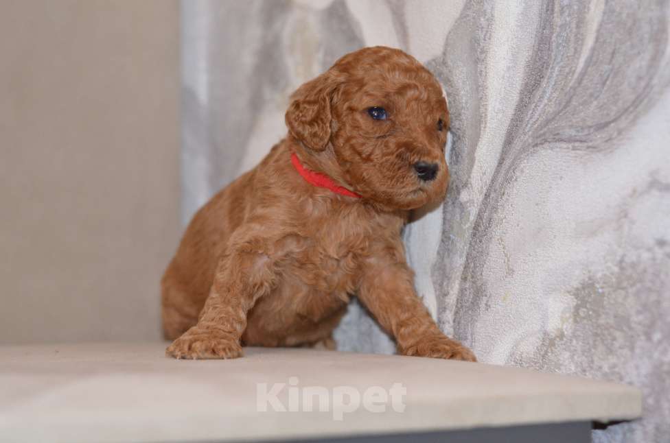 Собаки в Москве: Щенки королевского пуделя Девочка, 65 000 руб. - фото 5