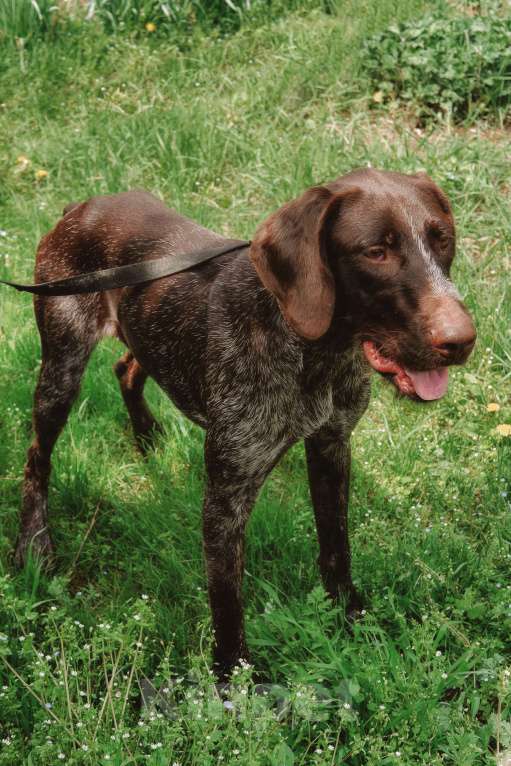 Собаки в Москве: Брошенный курцхаар ищет дом 🏡  Мальчик, Бесплатно - фото 3