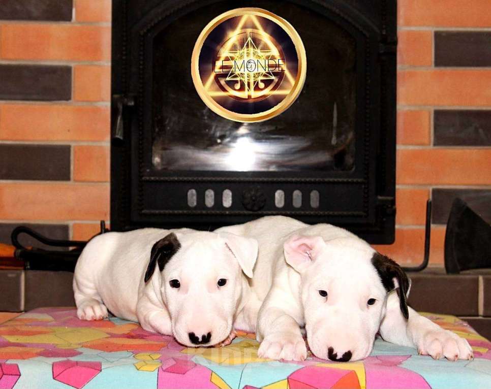 Собаки в Череповце: Предлагаются малышки стандартного бультерьера Мальчик, Бесплатно - фото 1