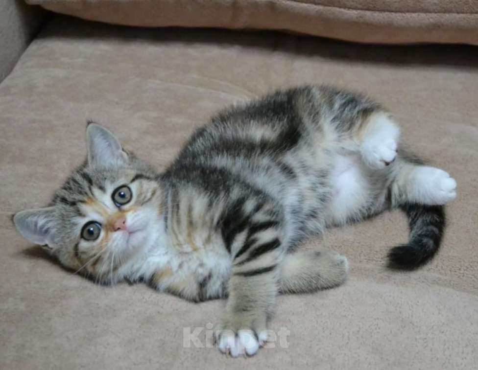 Кошки в Нижнем Новгороде: Очаровательная малышка Девочка, 20 000 руб. - фото 2