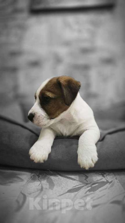 Собаки в Туле: Джек Рассел Терьер щенки Мальчик, 60 000 руб. - фото 3
