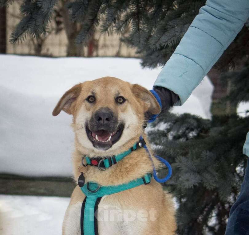 Собаки в Москве: Чудесная Барабулька ищет дом и любящую семью! Девочка, Бесплатно - фото 3
