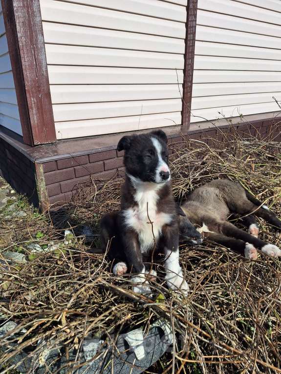 Собаки в Наро-Фоминске: Хотите здоровую , послушную , сообразительную ? Это к нам !!!! Девочка, 200 руб. - фото 1