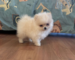 Собаки в Москве: Мини мальчик померанского шпица , Энди  Мальчик, 55 000 руб. - фото 4