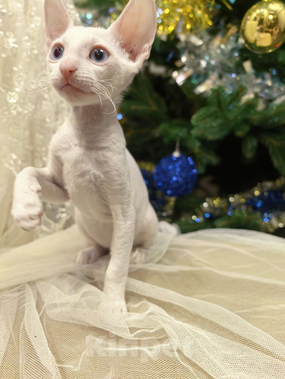 Кошки в других городах Тульской области: Нежный кудрявый ангел - белоснежная, голубоглазая красотка. Девочка, 50 000 руб. - фото 4