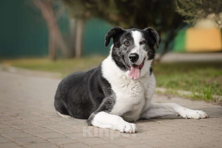 Собаки в Москве: Бим Мальчик, Бесплатно - фото 4