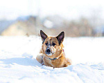 Собаки в Москве: Рыжуля в поисках семьи  Девочка, Бесплатно - фото 1