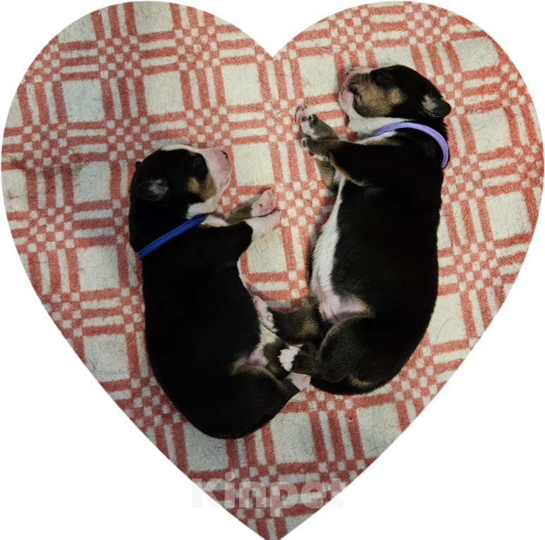 Собаки в Москве: Щенок Энтлебухер Зенненхунд  Девочка, 70 000 руб. - фото 7