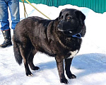 Собаки в Москве: Черная собачка Машенька в добрые руки Девочка, 1 руб. - фото 2
