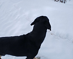 Собаки в Сергиеве Посаде: Найдена собака  Мальчик, 10 руб. - фото 3