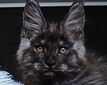 Кошки в Санкт-Петербурге: котенок мейн кун черный дым Мальчик, 100 000 руб. - фото 3