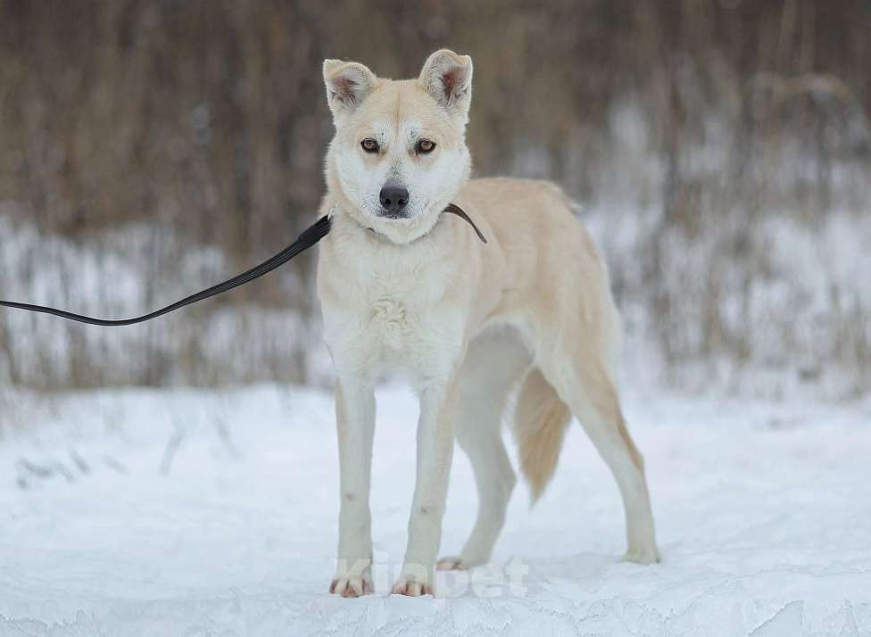 Собаки в Москве: Бася, собака с удивительными глазами  Девочка, Бесплатно - фото 3