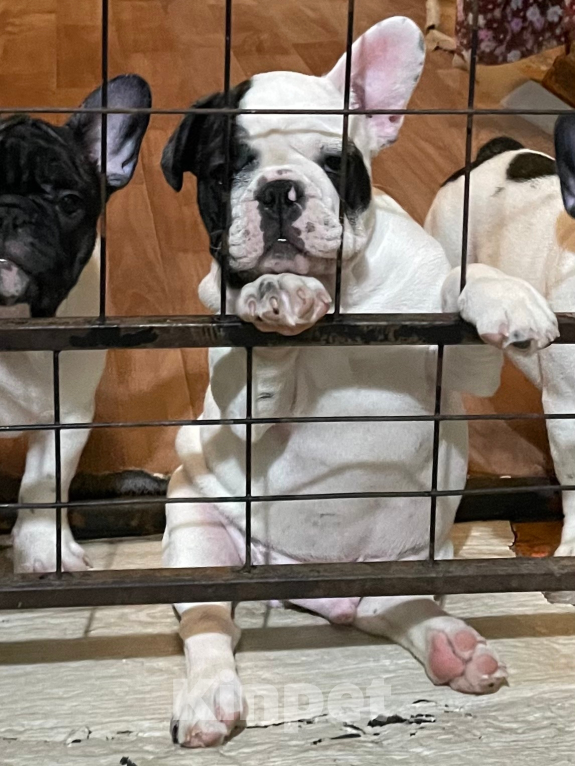 Собаки в других городах Воронежской области: Щенки Французского бульдога Мальчик, Бесплатно - фото 4