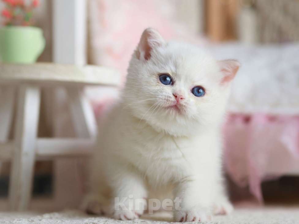 Кошки в Москве: Британский котёнок Неся Девочка, 150 000 руб. - фото 3