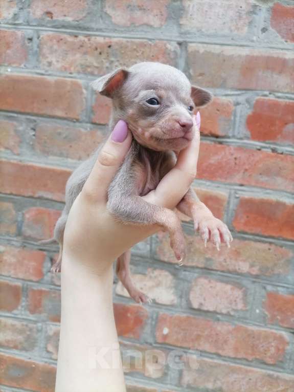 Собаки в Новочеркасске: Русский Той-терьер  Девочка, 10 000 руб. - фото 2