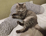Кошки в Химках: Ласковая кошечка в добрые руки Девочка, 10 руб. - фото 2