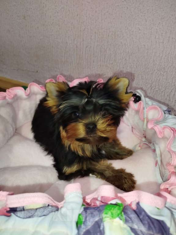 Собаки в Москве: Щенок Йоркширский терьер девочка РКФ Девочка, 75 000 руб. - фото 2