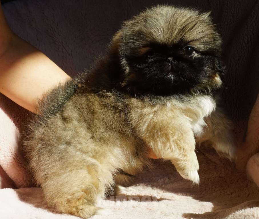 Собаки в Калининграде: Щенки пекинеса с родословной Мальчик, 30 000 руб. - фото 2