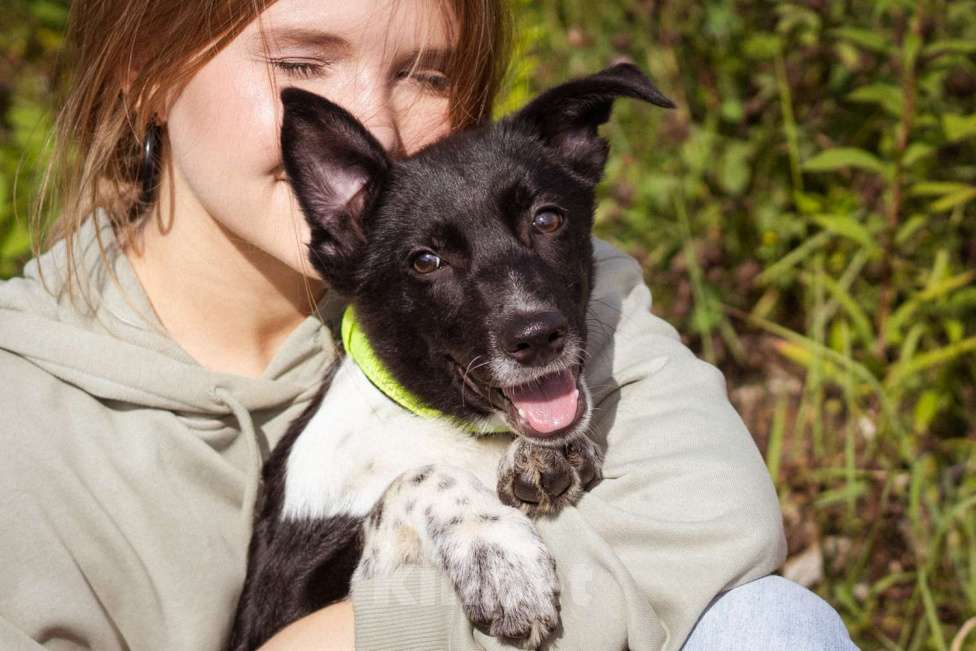 Собаки в Москве: Месси, некрупный щенок из приюта Мальчик, Бесплатно - фото 3