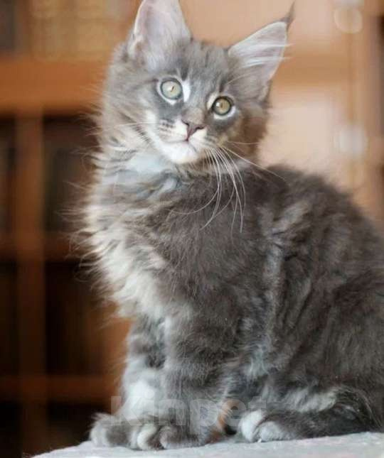 Кошки в Сочи: Котята метисы Мейн Куна с генами шотландской вислоухой кошки  Мальчик, 1 500 руб. - фото 2