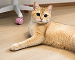 Кошки в Москве: 🌼 Злата — кошка, с которой дома становится теплее. Девочка, Бесплатно - фото 5