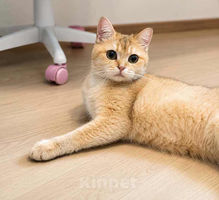 Кошки в Москве: 🌼 Злата — кошка, с которой дома становится теплее. Девочка, Бесплатно - фото 5