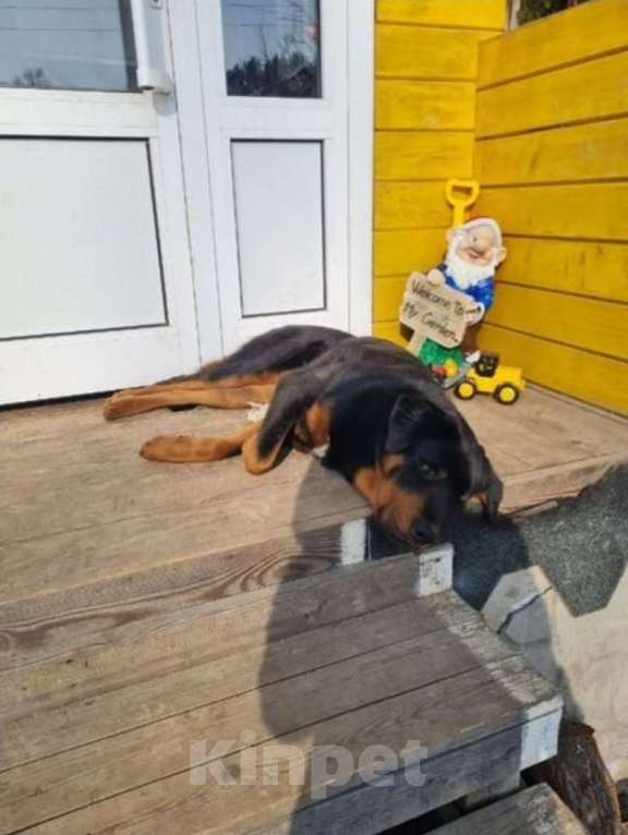 Собаки в других городах Московской области: Рагнар,добрый подросток Мальчик, Бесплатно - фото 3