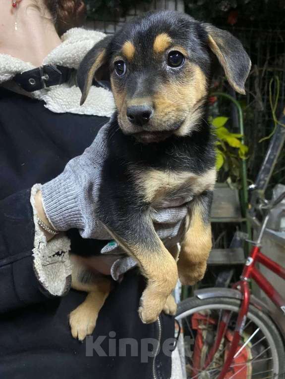 Собаки в других городах Московской области: Щенки 8 девочек и один мальчик Мальчик, Бесплатно - фото 4