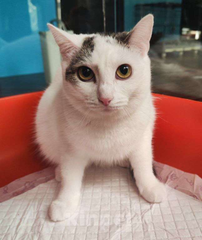 Кошки в Москве: Куратор в больнице. Кошкой некому заниматься Девочка, Бесплатно - фото 2