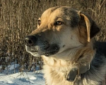 Собаки в Москве: В добрые руки  Мальчик, Бесплатно - фото 6