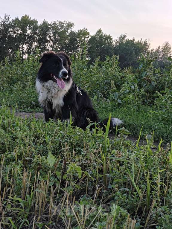 Собаки в Новосибирске: Предлагаеться к вязке. кобель БОРДЕР КОЛЛИ. Мальчик, Бесплатно - фото 7