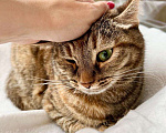Кошки в Москве: Чудо-кошка пятнистая полосатка Тиффани в добрые руки  Девочка, Бесплатно - фото 2