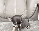 Собаки в Люберцах: Чихуахуа мини Девочка, 120 000 руб. - фото 2