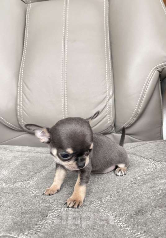 Собаки в Люберцах: Чихуахуа мини Девочка, 120 000 руб. - фото 2