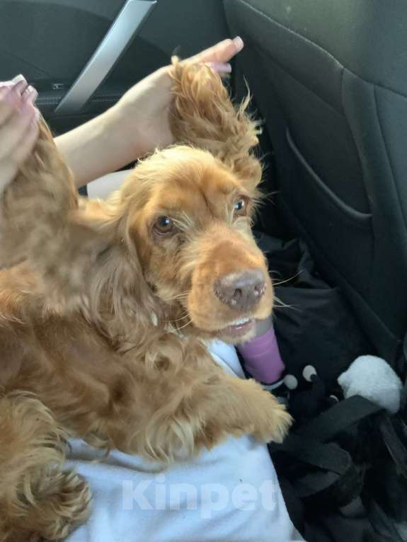 Собаки в Москве: Малышка Латта ищет новый дом Девочка, Бесплатно - фото 4