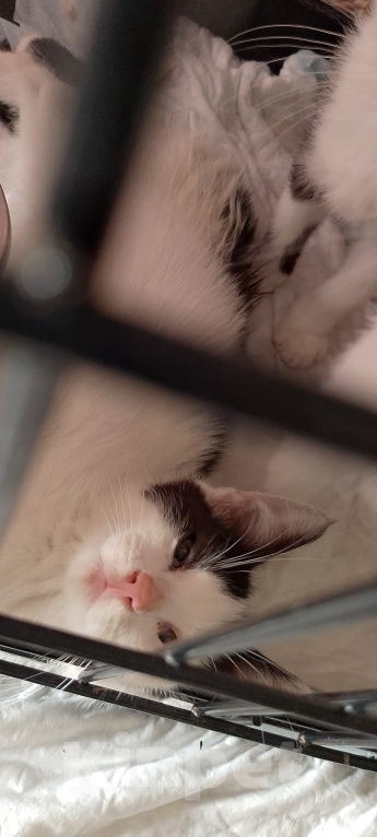 Кошки в Жуковском: Котенок девочка с мусорки Девочка, Бесплатно - фото 5