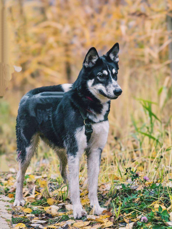 Собаки в Москве: Эрика , яркая внешность и любовь к человеку  Девочка, Бесплатно - фото 2