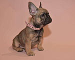 Собаки в Москве: Девочка французского бульдога  Девочка, 50 000 руб. - фото 10